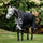 Horseware Ireland Amigo Bravo 12 Wug 400g Heavy Turnout Rug #colour_black-titanium-grey-silver