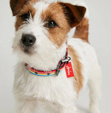 Joules Rainbow Stripe Dog Collar