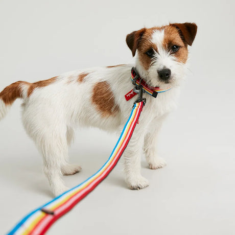 Joules Rainbow Striped Dog Lead