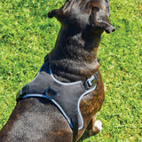 Weatherbeeta Elegance Dog Harness #colour_black