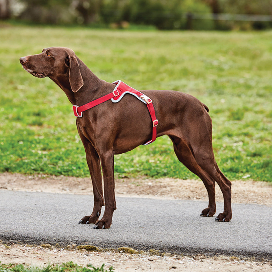 Weatherbeeta Elegance Dog Harness #colour_red