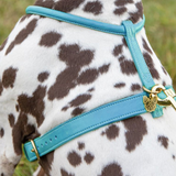 Shires Digby & Fox Rolled Leather Dog Harness #colour_blue