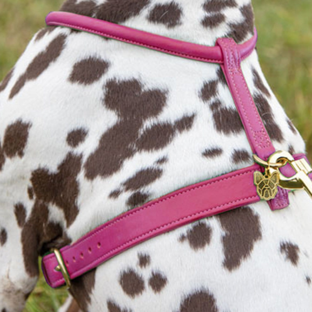 Shires Digby & Fox Rolled Leather Dog Harness #colour_pink