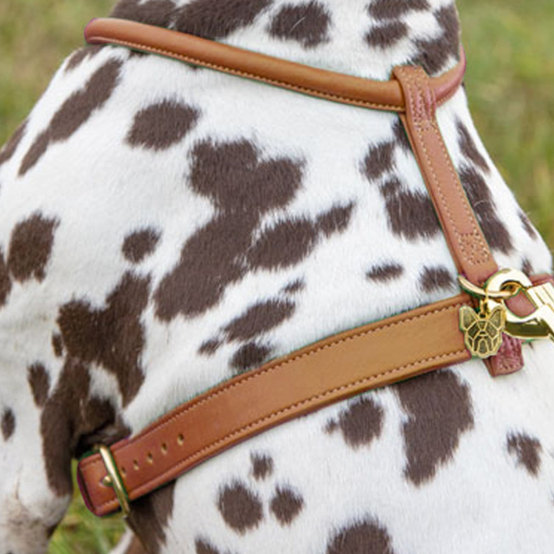 Shires Digby & Fox Rolled Leather Dog Harness #colour_tan