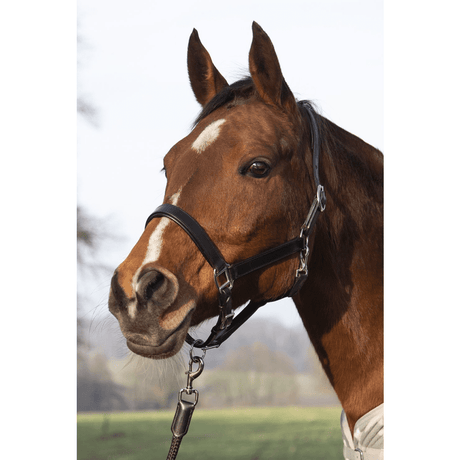 HKM Economic Leather Head Collar #colour_black